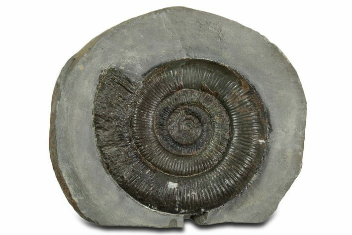 Jurassic Ammonite (Dactylioceras) Fossil - England #351164